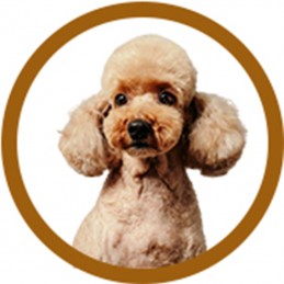 PACK TOILETTAGE CANICHE -PACK1-AGC-CREATION