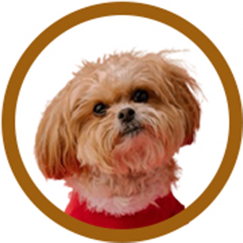 PACK TOILETTAGE SHIH TZU -PACK2-AGC-CREATION
