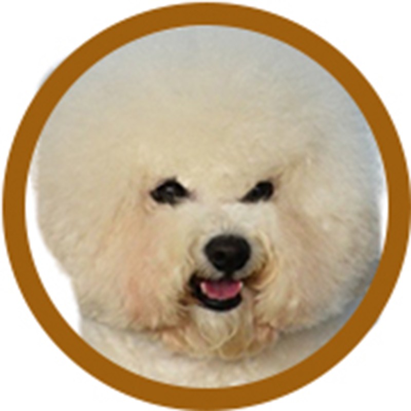 PACK TOILETTAGE BICHON -PACK3-AGC-CREATION