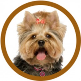 PACK TOILETTAGE YORKSHIRE -PACK4-AGC-CREATION