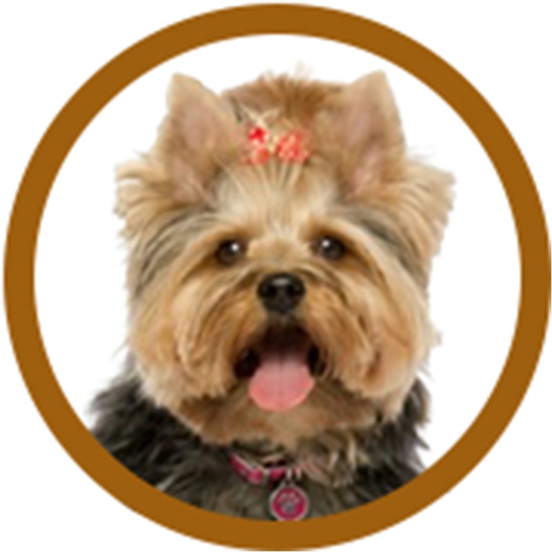 PACK TOILETTAGE YORKSHIRE -PACK4-AGC-CREATION