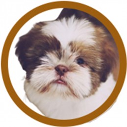 PACK TOILETTAGE LHASA APSO -PACK5-AGC-CREATION