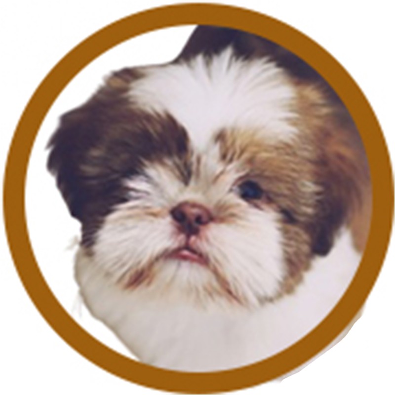 PACK TOILETTAGE LHASA APSO -PACK5-AGC-CREATION