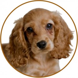 PACK TOILETTAGE COCKER -PACK6-AGC-CREATION