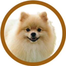 PACK TOILETTAGE SPITZ -PACK8-AGC-CREATION