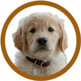 PACK TOILETTAGE GOLDEN RETIEVER -PACK9-AGC-CREATION