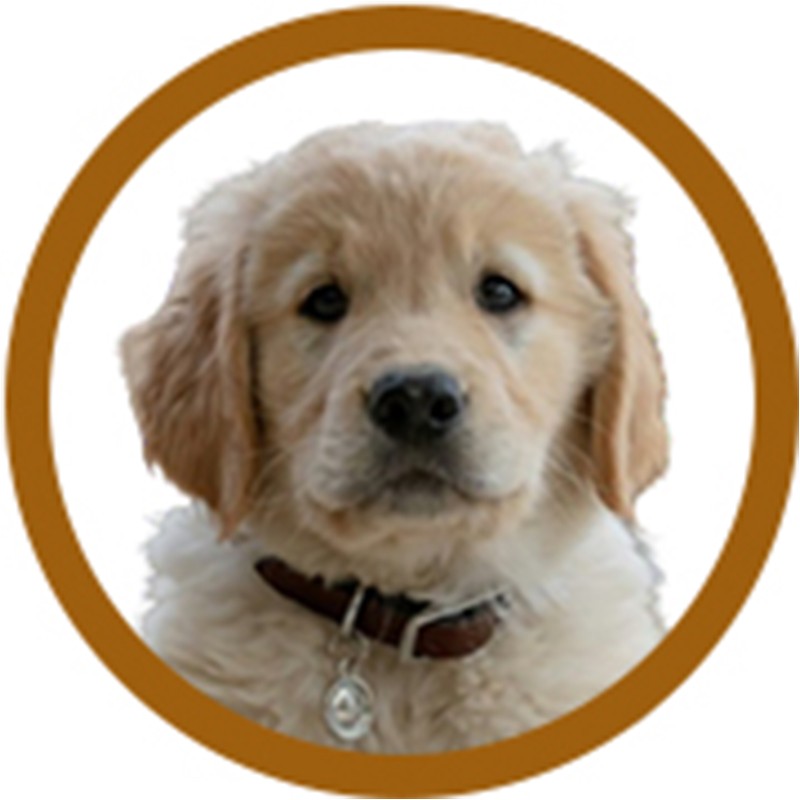 PACK TOILETTAGE GOLDEN RETIEVER -PACK9-AGC-CREATION