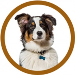 PACK TOILETTAGE BERGER AUSTRALIEN -PACK10-AGC-CREATION