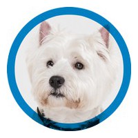 TONDEUSES ET TETES DE COUPE AGC CREATION POUR LE TOILETTAGE CANIN