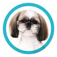 CISEAUX POUR LE TOILETTAGE CANIN