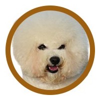 BICHON