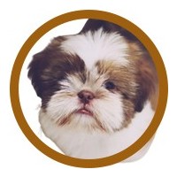 LHASA APSO