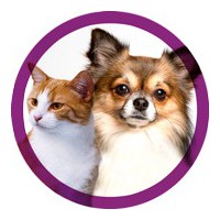 Shampooings & sprays pour le toilettage canin